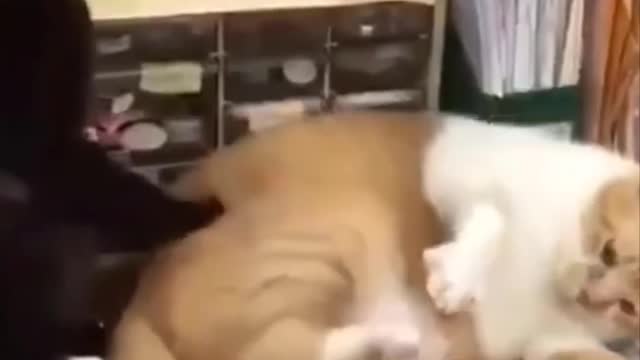 Funniest Cats - Funny Cats Life - Funny Animal Videos