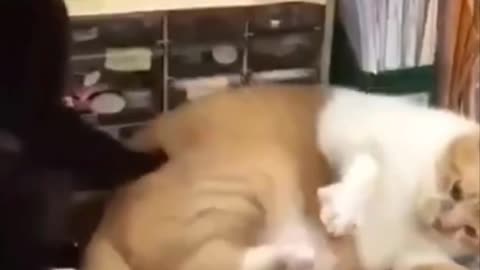 Funniest Cats - Funny Cats Life - Funny Animal Videos