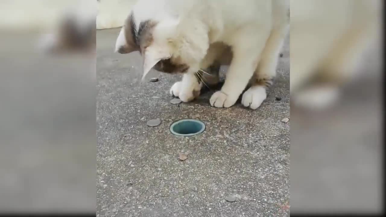 OMG!!! This Cats Are Super Cute And Funny