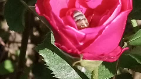 In the search of honey