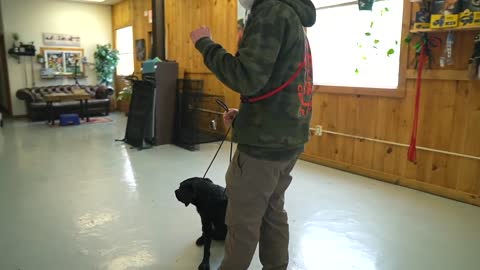 Teaching dog/puppy who seems out of control some manners