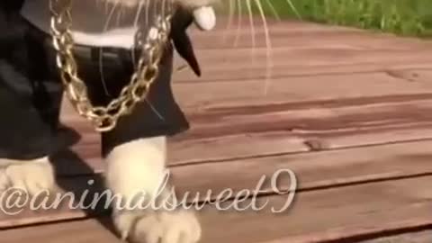 Cute cate op