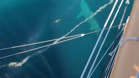 Oww Sharks 😱😱😱😲😲😲#Shorts