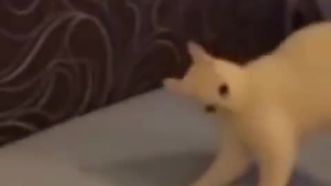 Funny cats clips