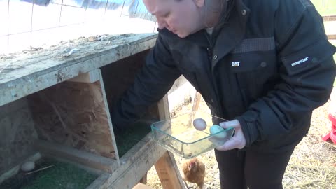 Winter Chicken Care