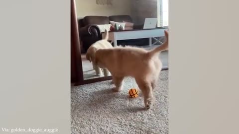 FUNNY PUPPIES that will make you LAUGH 😁🤣🤣