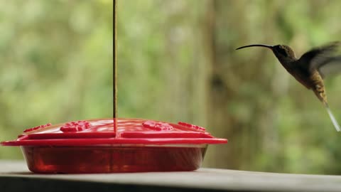 Friendly hummingbird