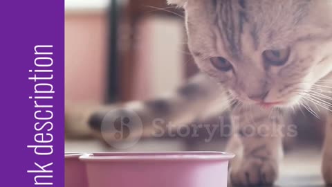 Ultimate Cat Secrets Revealed
