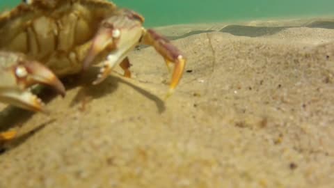 ocean crab on the sea floor