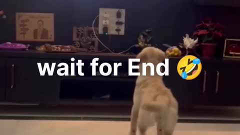 Dogs vs cats new videos