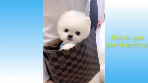 Cute dogs put on pocket