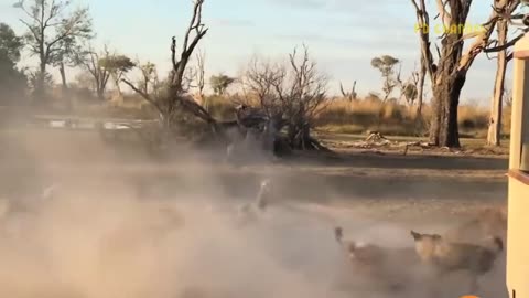 Shocking Moments When Painful Lions Are Attacked And Tortured By Africa's Deadliest Preys