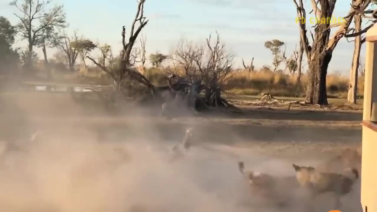 Shocking Moments When Painful Lions Are Attacked And Tortured By Africa's Deadliest Preys