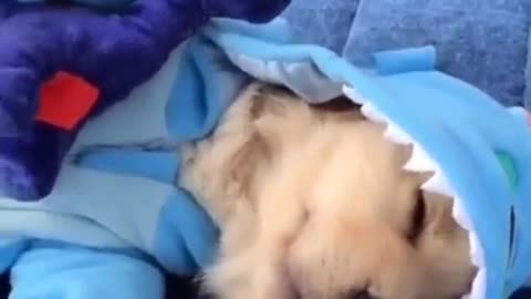 CUTE AND FUNNY DOG VIDEO #SHORTS
