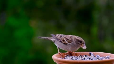 Natural*natural bird*seen 🐦