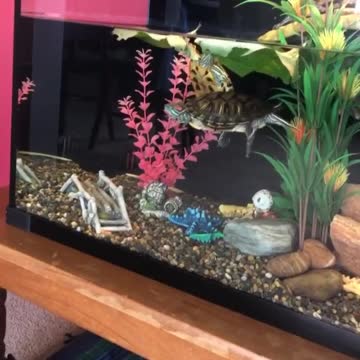 how the tank is looking atm!
