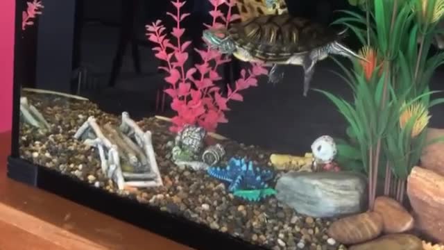 how the tank is looking atm!