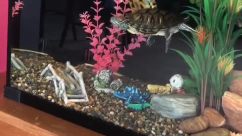 how the tank is looking atm!
