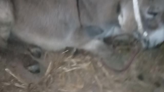 donkey sitting in her room
