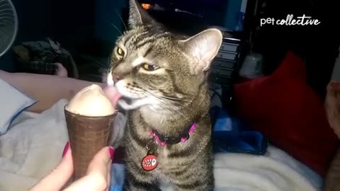 Most Viral Cats of the Internet | FUNNIEST videos 😂
