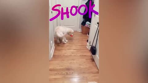 cat scares a dog