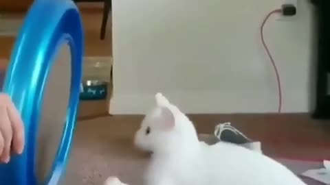 FUNNY ANIMAL VIDEOS THAT I FOUND FOR YOU(4)