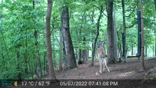 The Woods - 05/08/2022