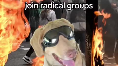 Canine Monarchy 🛏️🗳️