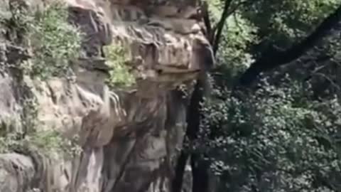 Awesome Funny 😄 Pet Animals Video | Latest 2021