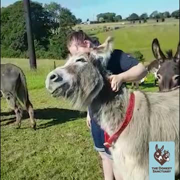 Sweet and friendly donkey can't get enough scratches