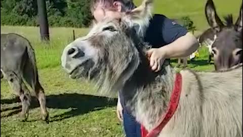 Sweet and friendly donkey can't get enough scratches