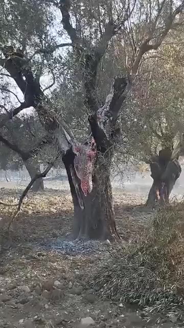 Φωτιές - Δέντρο φλέγεται από μέσα Ελλάδα