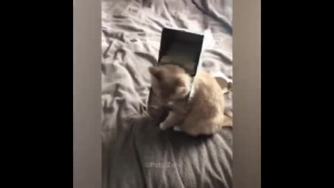 Cat are the worst destroyers