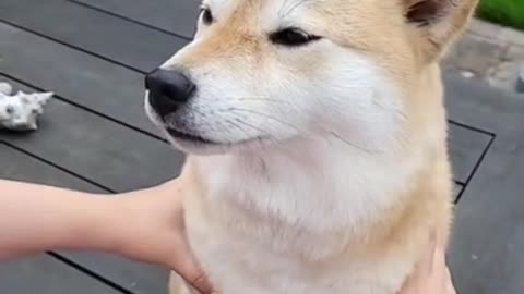 Latest version of the year|Funny and lovely dogs|Interesting pet dogs and cats