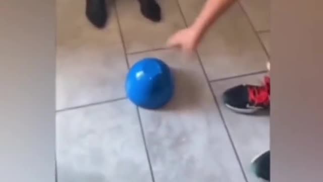 Funny Animal Moments compilation #respect #funny #animales #wow #omg #epic #lol #funnymoments #dog #memes #foryou #fypシ #viral