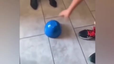 Funny Animal Moments compilation #respect #funny #animales #wow #omg #epic #lol #funnymoments #dog #memes #foryou #fypシ #viral