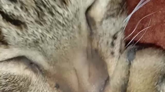 funny cat videos | cute cats | cute animals | funny cats | cat funny moment