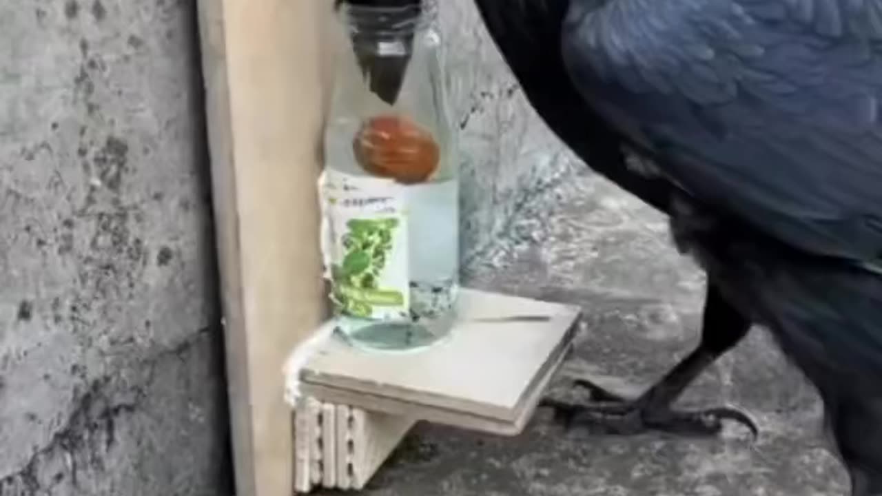 Thirsty crow in real life