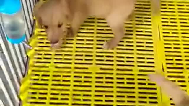 The two annoying dogs have a cute expression