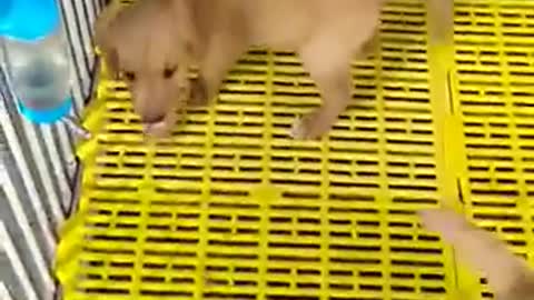 The two annoying dogs have a cute expression