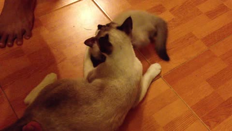 Mother cat playing with sly puppy