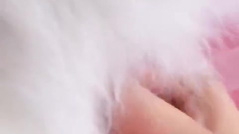 Cat Cash Compilation best chines Tiktok Cat Meow #short
