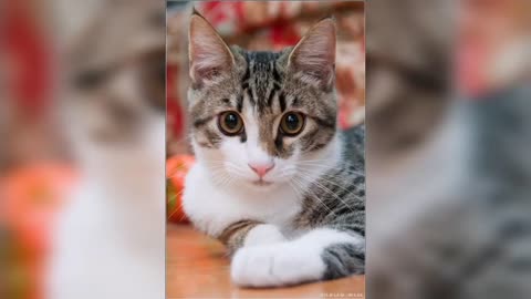 American shorthair cat breed famous breed of cats cute and funny baby cat #cat #pets