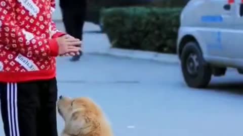 Smart dog video save people