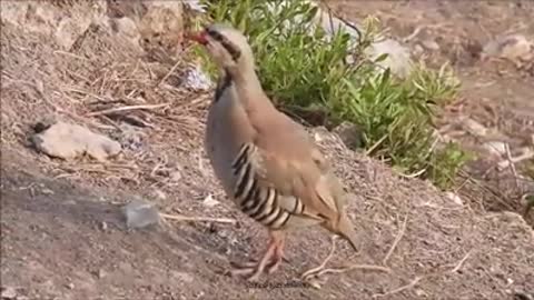 The rare partridge feels completely safe