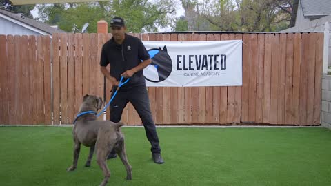 Dog Training Fundamentals