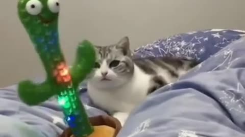 Funny Kitten Video - Dance Cats