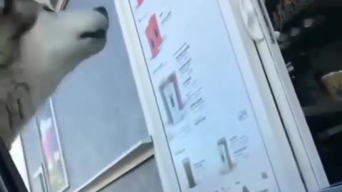 late night or #early #am #drivethru #order #give #meme #comedia #husky #dog #funny