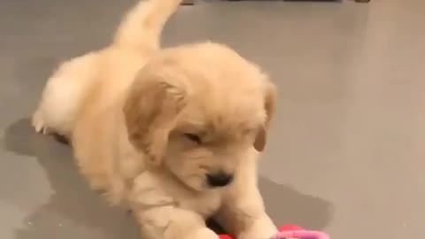 Dog Playing With His Toy