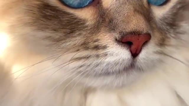 A cat loking cone fuj